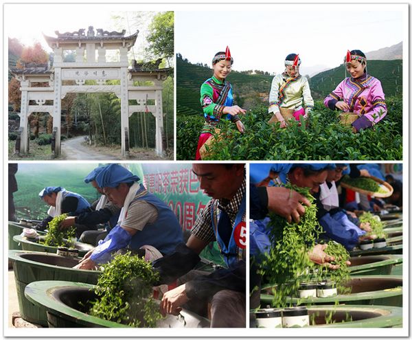 炒青綠茶 綠茶分類
