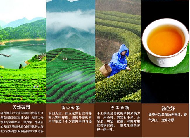 什么是黑茶