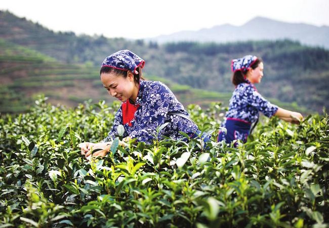 采摘工藝 武夷巖茶