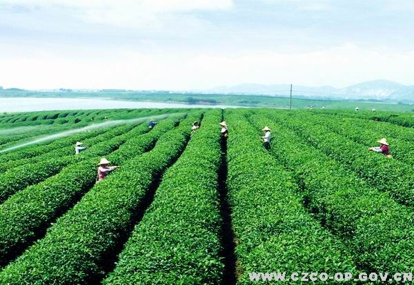 名茶品鑒
