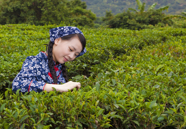 茶葉采摘