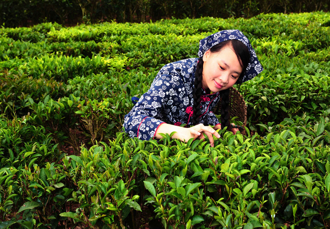 茶葉 采摘時間