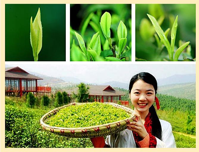 黃茶價(jià)格