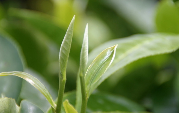 黑烏龍茶的保存方法