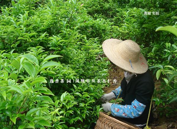 鳳凰單叢茶 楊梅葉單叢