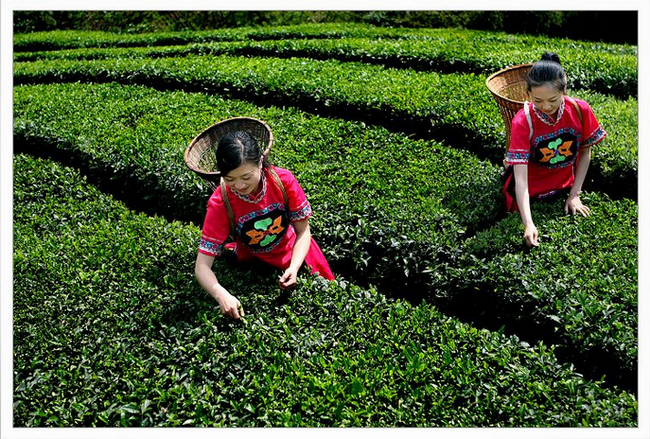 祁門茶產(chǎn)業(yè) 祁門紅茶