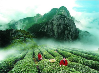 茶葉科技成果 茶樹新品種