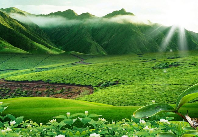 中國(guó)茶葉的功效