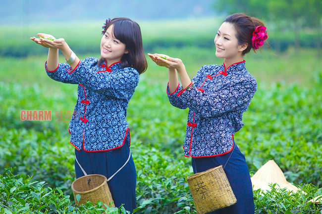 茶葉分類 茶葉種類