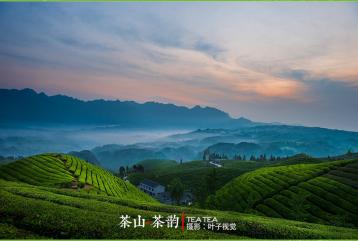茶山.茶韻（葉子視覺）|茶山攝影