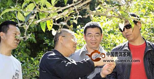 普洱茶 普洱 布朗山