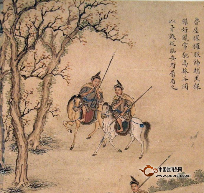普洱 明