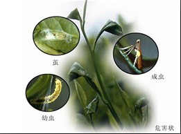 茶園 茶樹 假眼小綠葉蟬